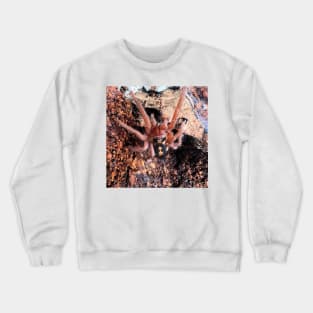 Hapalopus Colombia Pumpkin Patch Tarantula Crewneck Sweatshirt